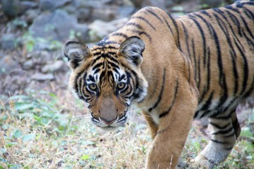 Tiger - Ranthambhore, Indien