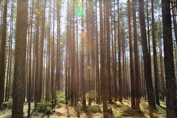 a pine forest of sunny day. thin trunks of trees. sun glare and blue sky.