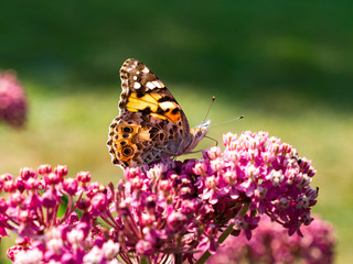 Obraz premium Butterfly