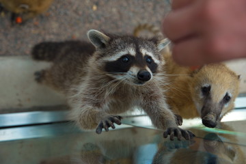 Raccoon eats apple