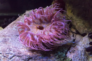 Fototapeta na wymiar Pink marine anenome