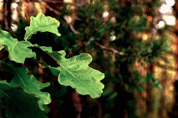 Hoarfrost on oak leaves on branch. Winter abstract macro