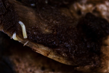 mushroom worms eating fresh mushrooms macro of a wormy mushroom