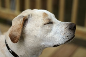 close up side profile of dog with eyes closed