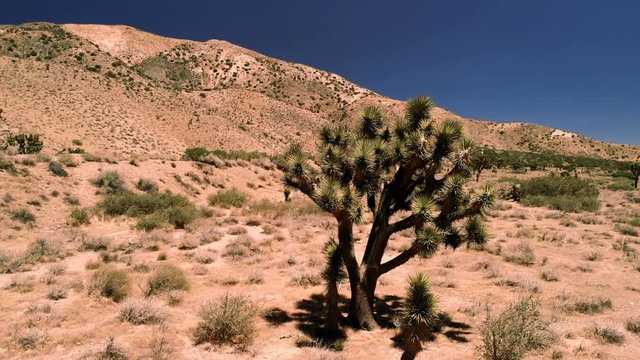 View of joshua tree (yucca palm). Joshua tree  is native to the arid southwestern United States, specifically California, Arizona, Utah, and Nevada 
