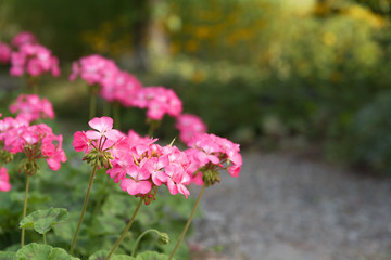 Close-up of pink geranium flowers blooming beside garden pathway with dappled sunlight in background