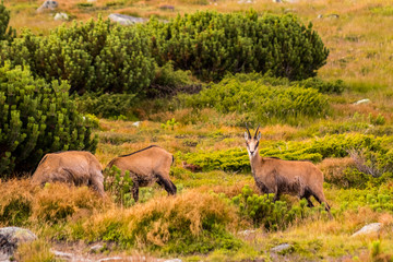 Mountain goat alias Rupicapra Rupicapra Tatrica in High Tatras, Slovakia