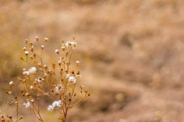 Autumn landscape in yellow tones.