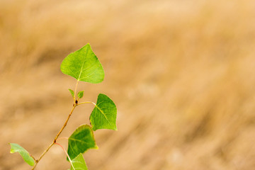 Fototapeta premium Autumn landscape in yellow tones.