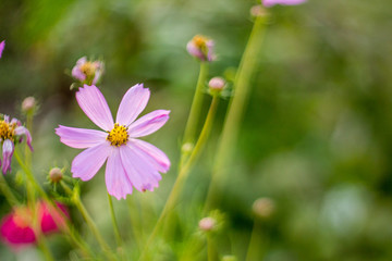 Pink flower on a green background.
