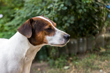 White Parson Russell Terrier.