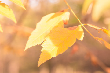 Autumn comes on glowing blurry background 