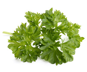 fresh parsley herb  leaves isolated on white background cutout