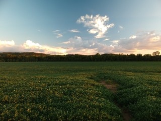 A field of plants looking to the sky