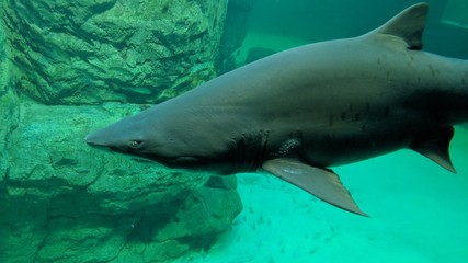 Obraz premium A swimming shark in an aquarium