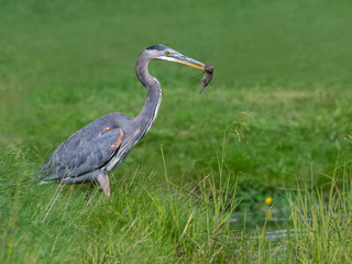 Great Blue Heron Holding Mouse in its Bill