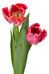 two pink tulip flowers isolated on white background