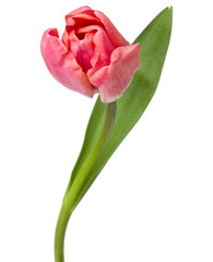 Naklejka premium jeden różowy tulipan kwiat na białym tle