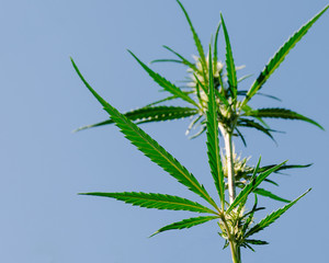 Wiew from below on a marijuana bush with flowers, against a blue sky, lit by the sun. Hemp grows...