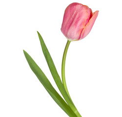 one pink tulip flower isolated on white background
