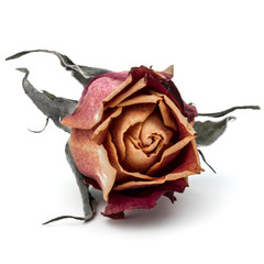 dried rose flower head isolated on white background cutout