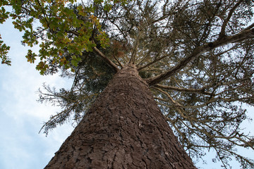 View looking up a tree from the ground © robbino