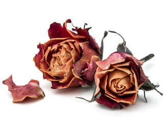 dried rose flower head isolated on white background cutout