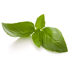 Sweet basil herb leaves isolated on white background closeup