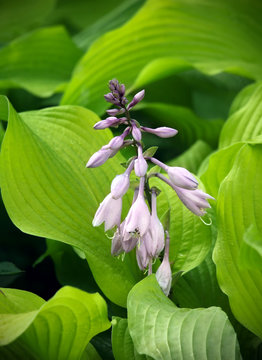Blossoming of Khosta (Funkiya). Close up