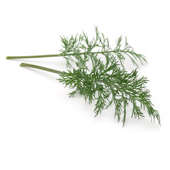 Close up shot of branch of fresh green dill herb leaves isolated on white background