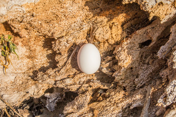 Egg in an old tree.