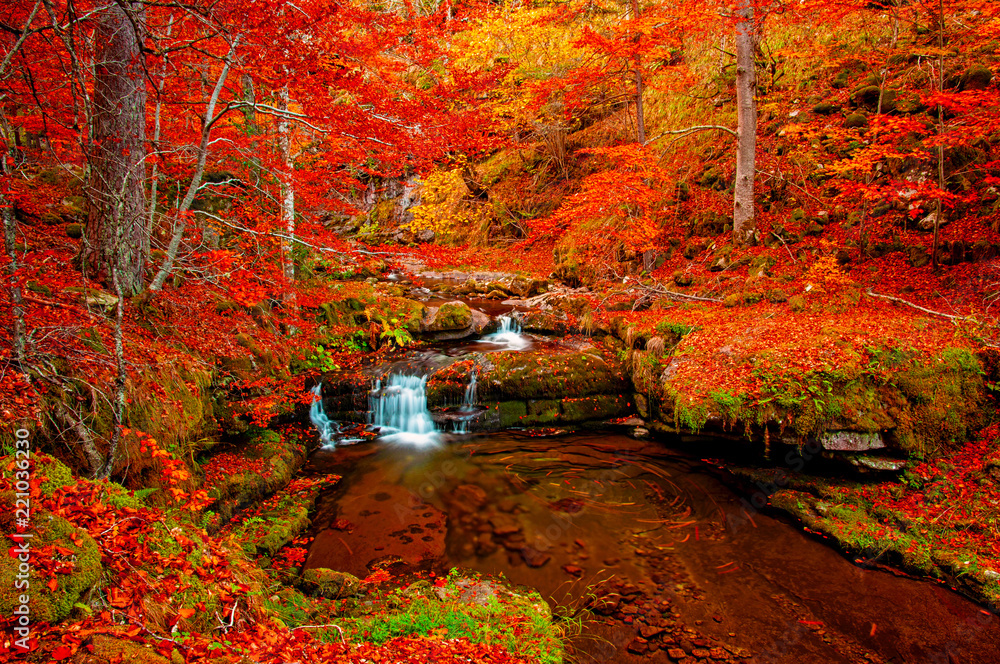 Wall mural waterfall in the forest in autum