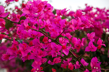 Beautiful pink flowers Bougainvillea.