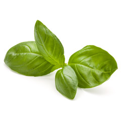 Sweet basil herb leaves isolated on white background closeup