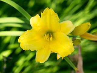 Yellow Flower 