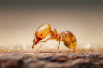 Pharaon Ant