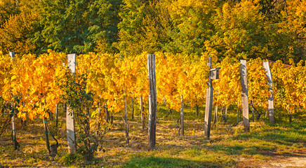 Nice vineyard in autumn