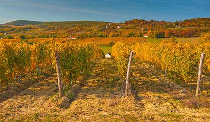 Nice vineyard in autumn
