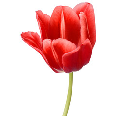 red tulip flower head isolated on white background