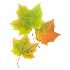 colorful autumn maple leaf isolated on white background