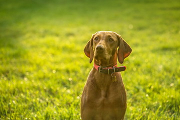 Brown vizsla dog, Hungarian pointer, sitting on green and yellow grass in a park, dog collar, watching something, backlit by sun setting down, blurry background, copy space