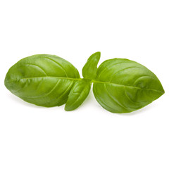Fototapeta premium Sweet basil herb leaves isolated on white background closeup
