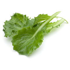 Close up studio shot of fresh green endive salad leaf isolated on white background.