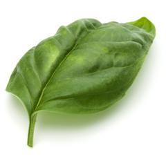 Close up studio shot of fresh green basil herb leaves isolated on white background. Sweet Genovese basil.