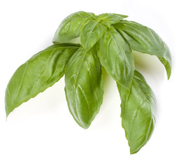 sweet basil herb leaves isolated on white background. Genovese basil leaf.
