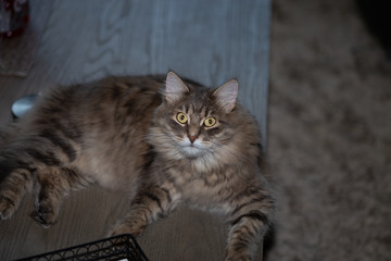 Cat with deer-in-headlights look