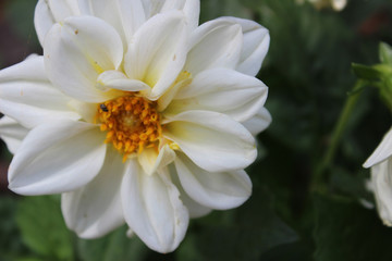 Fototapeta premium Dalia blanca (Asteraceae)