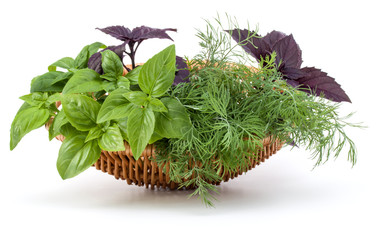 Fresh spices and herbs in wicker basket isolated on white background cutout. Sweet basil, red basil leaves, dill and parsley.