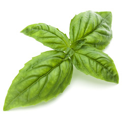 Close up studio shot of fresh green basil herb leaves isolated on white background. Sweet Genovese...