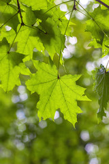 Light on maple leaves